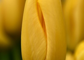 Tulipa Conqueror ® (4)